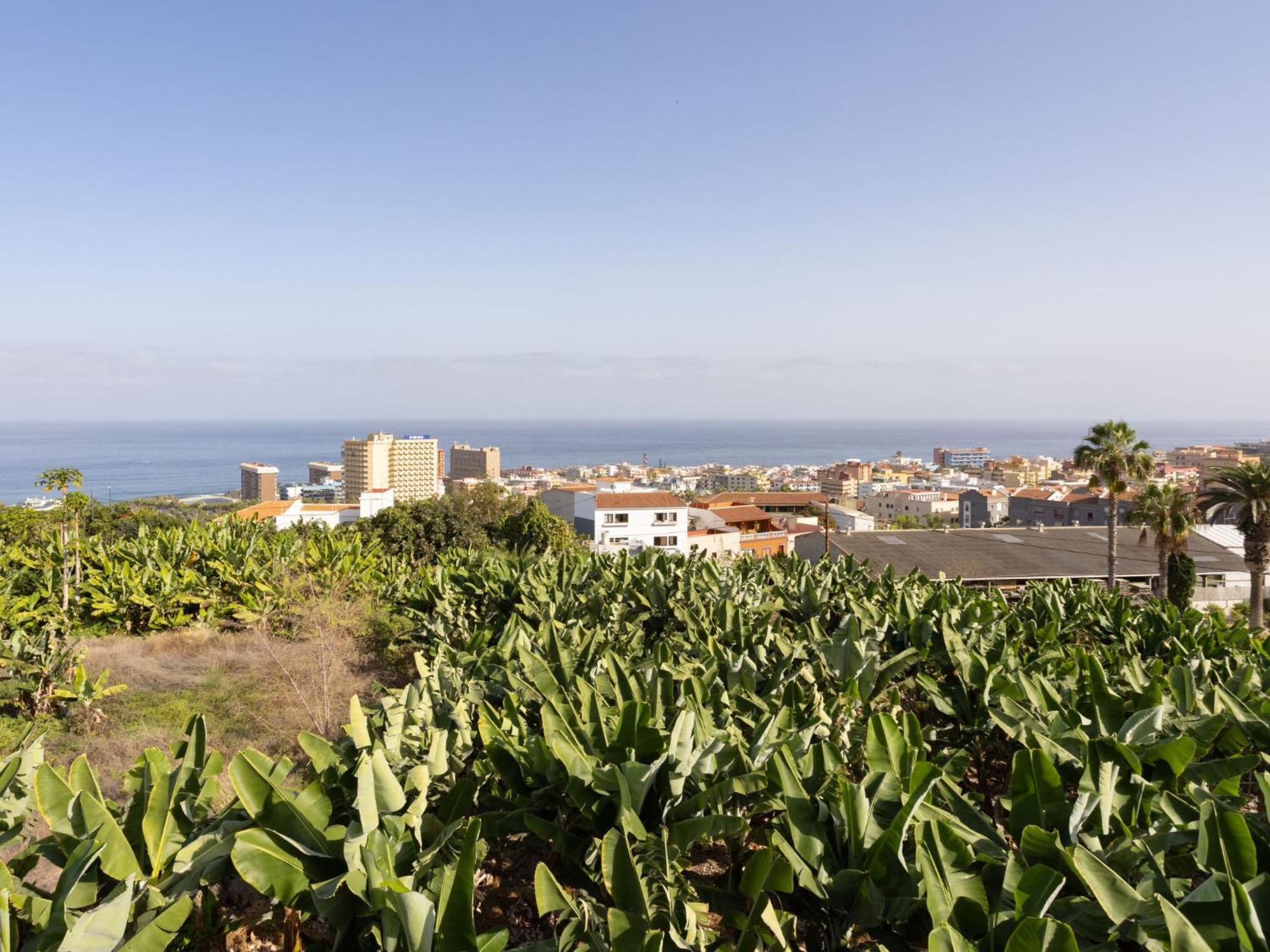Hébergement de vacances Barreto Puerto de la Cruz (Tenerife)