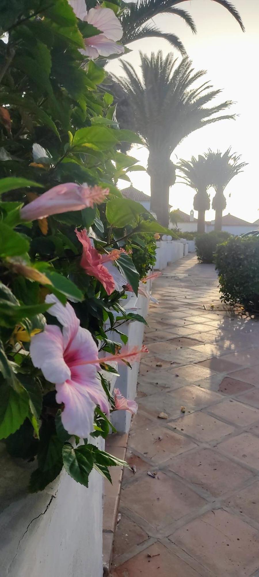 Promenade Paradise San Miguel de Abona