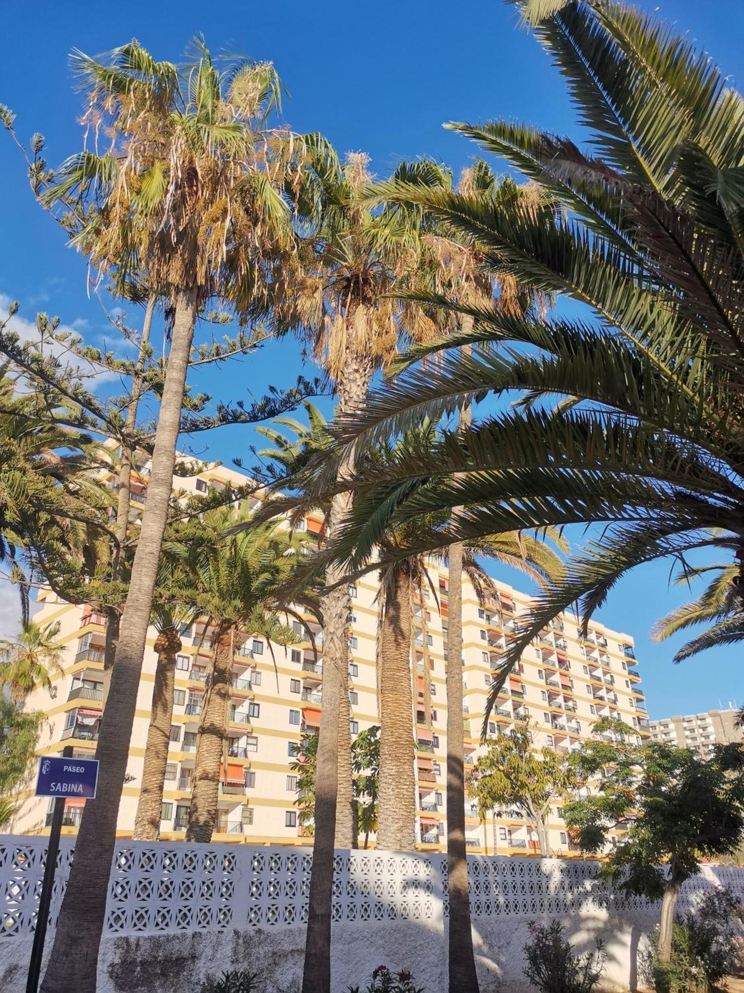 Appartement Cristianos Achacay Standing Vue Panoramique Los Cristianos (Tenerife)
