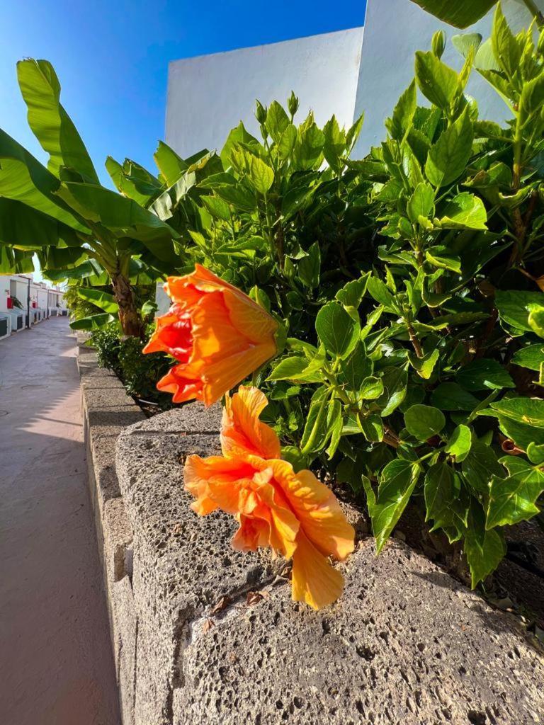 Malibu Blue Apartment Costa Adeje (Tenerife)