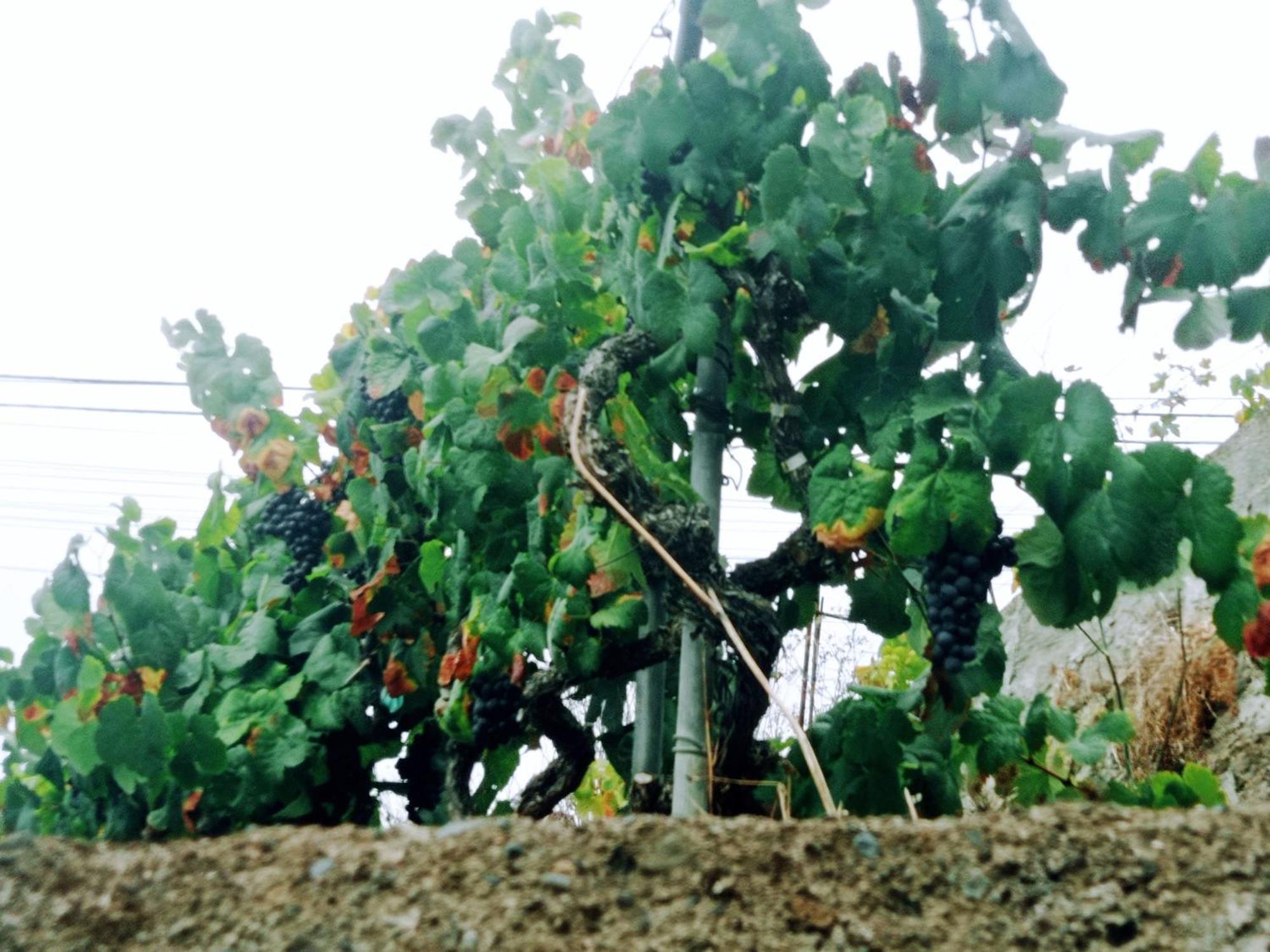 Live La Victoria Carril - Casa Acogedora Y Familiar Con Terraza Completa La Victoria de Acentejo