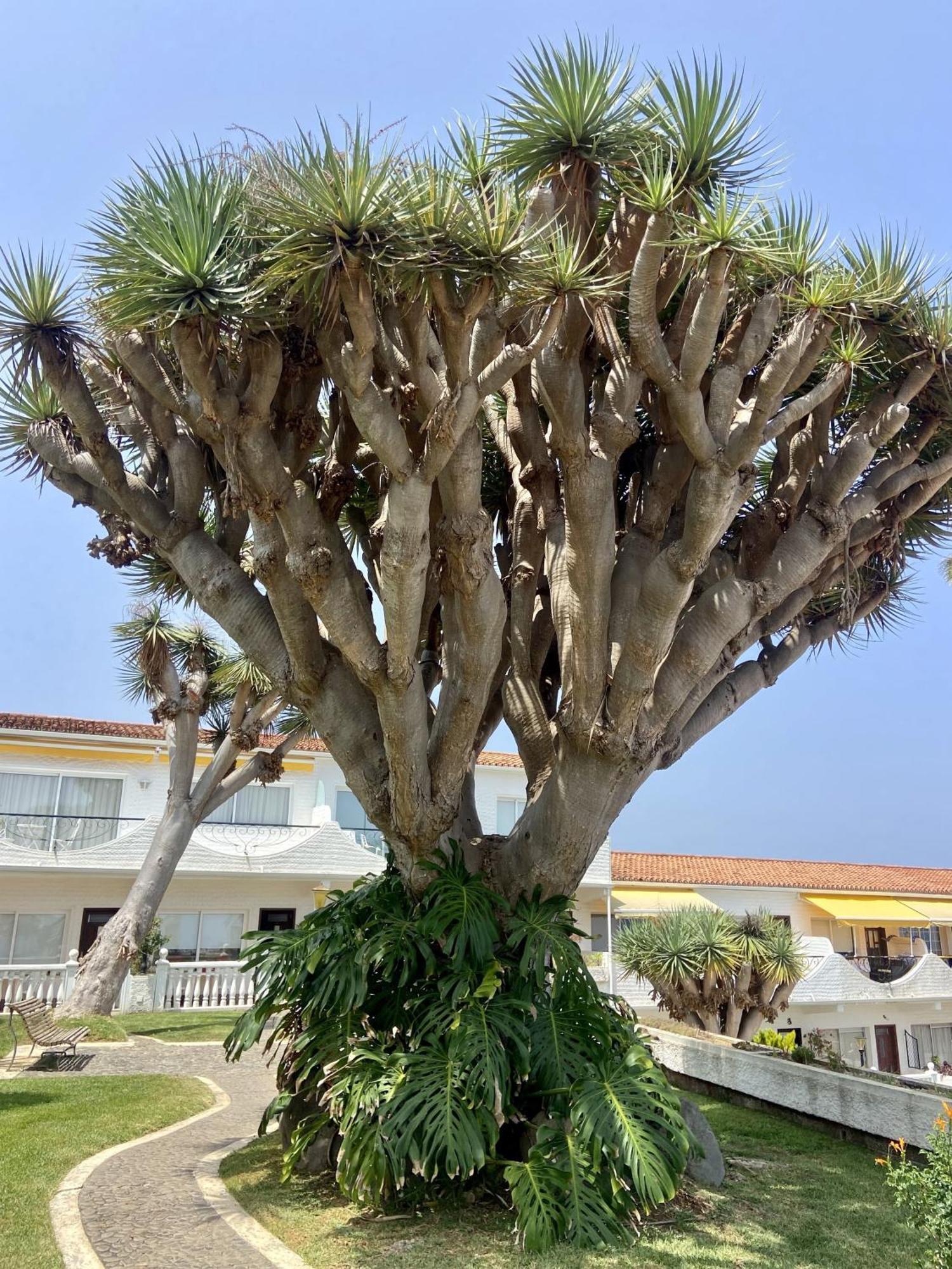 Appartement Guanche Bay Santa-Cruz de Ténérife