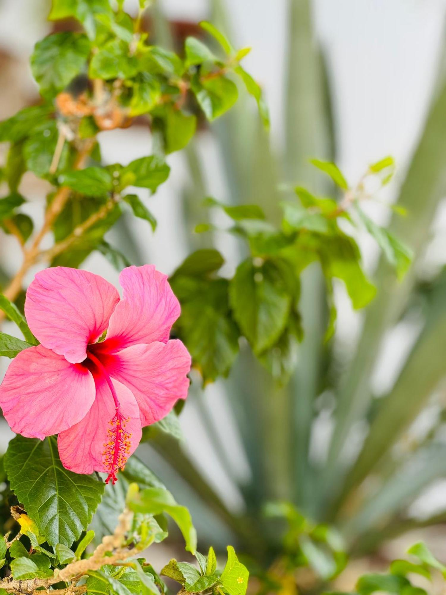 Sunshine Daydream Costa Adeje - Ac Apartment