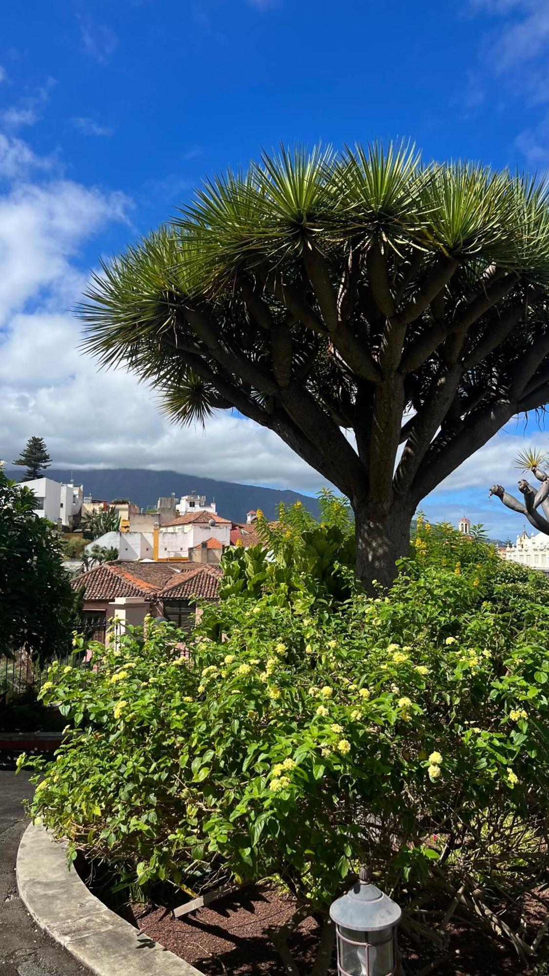 Tenerife Te Espera! Appartement Icod De Los Vinos