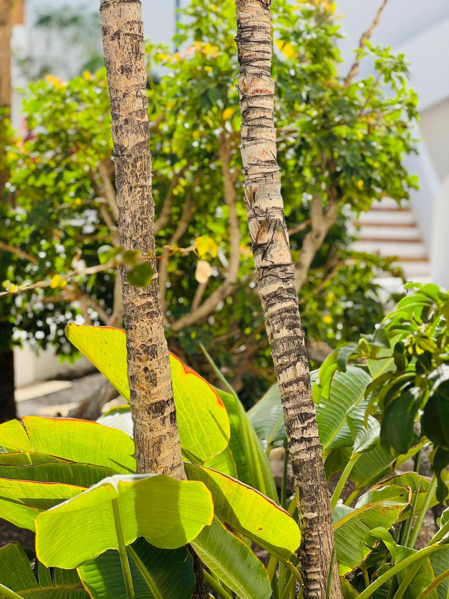 Appartement Garden Private Costa Adeje *