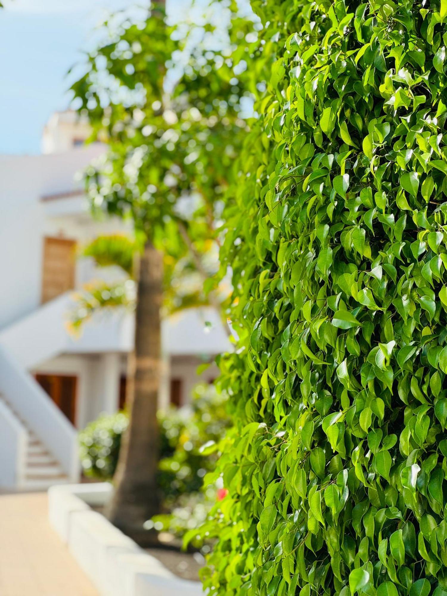 Garden Private Costa Adeje Appartement