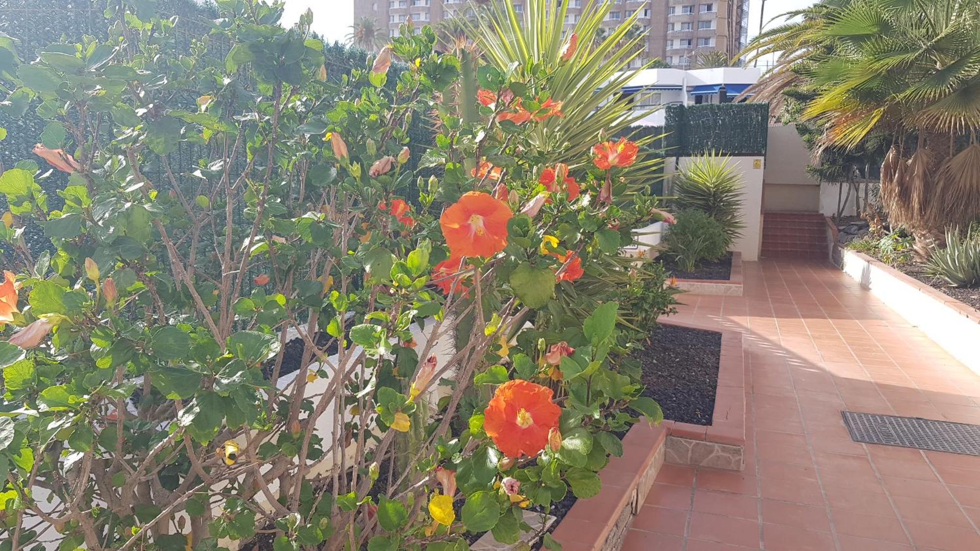 Martina 67 Sur Y Sol Los Cristianos Appartement