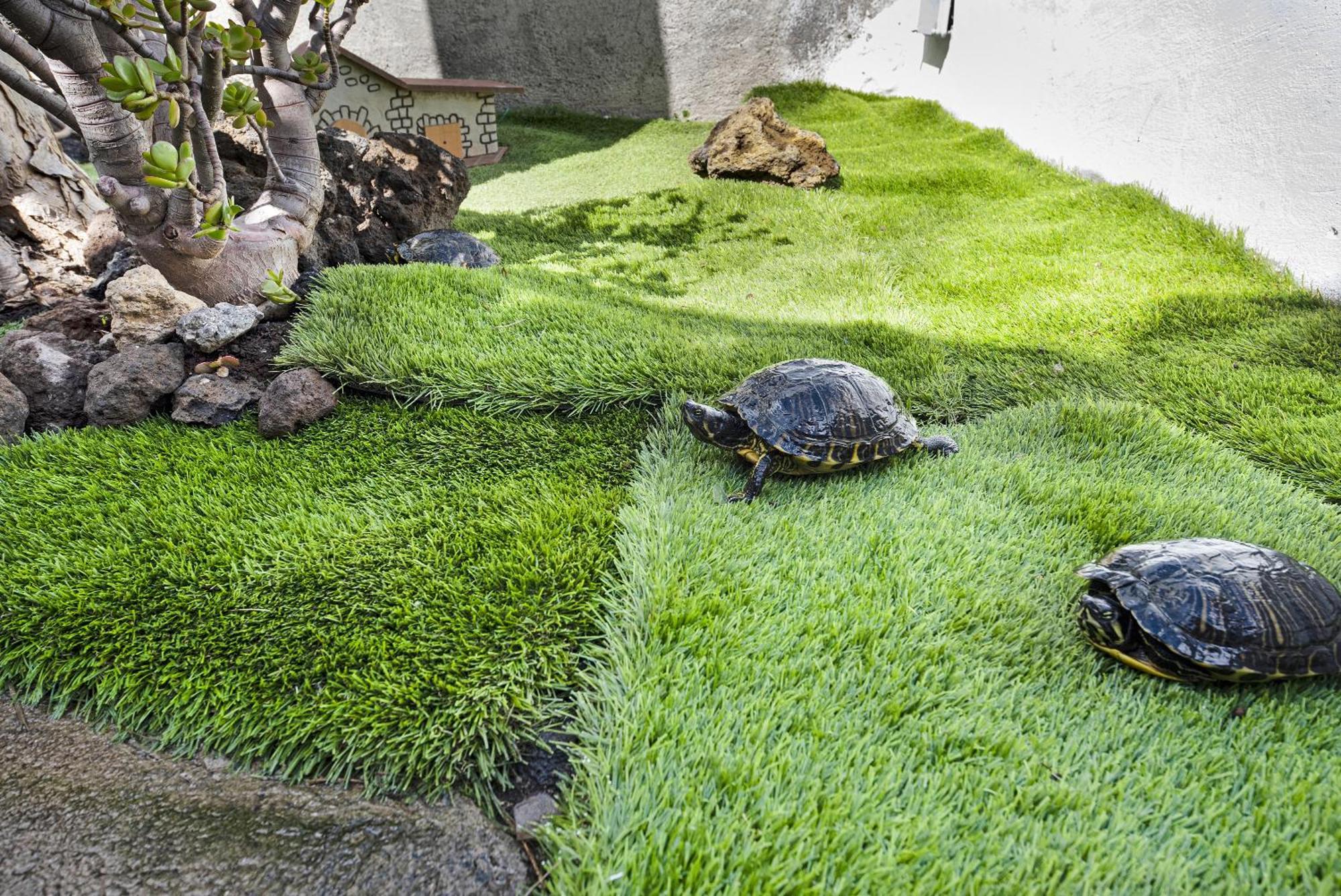 Casa Evarista Сasa de vacaciones Icod De Los Vinos