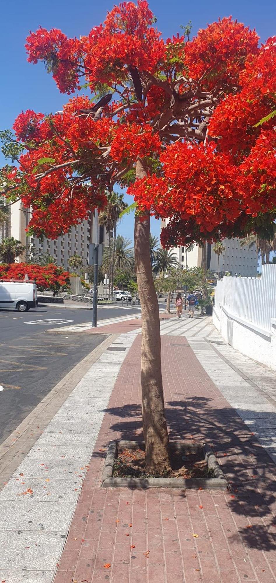 Wonderful White Appartament In Playa Las Americas