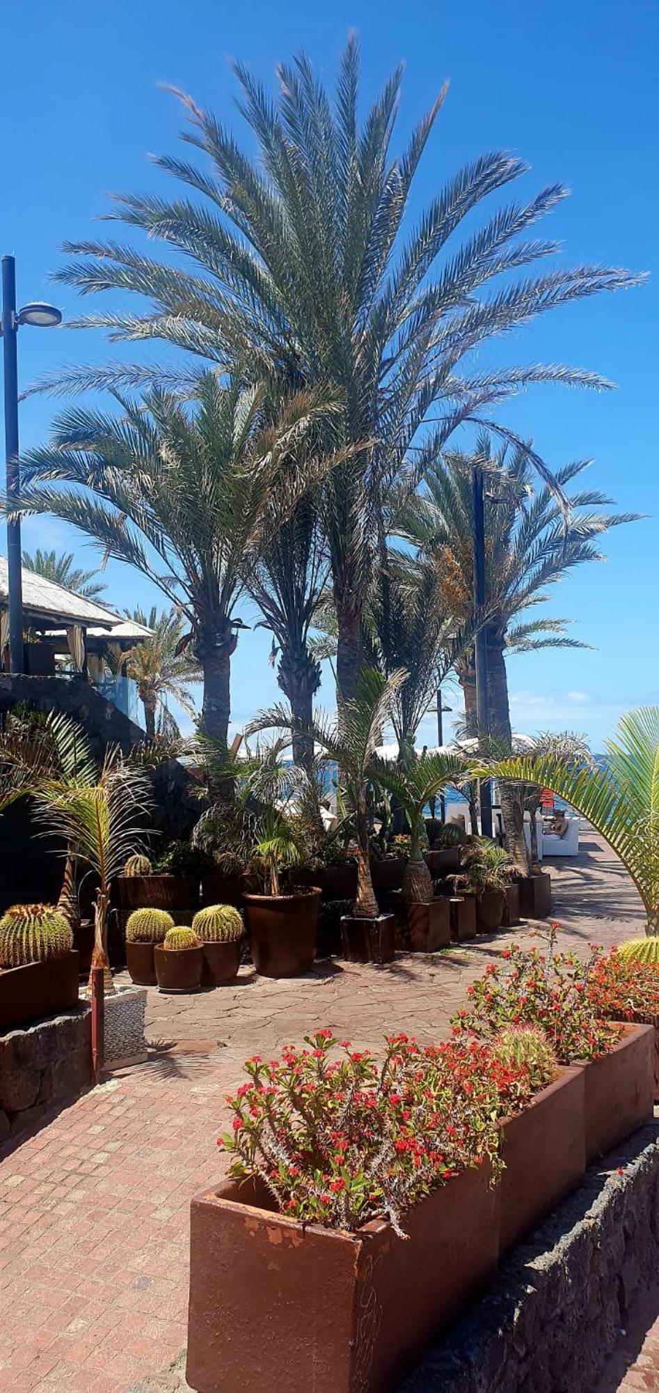 Apartamento Wonderful White Appartament In Playa Las Americas *