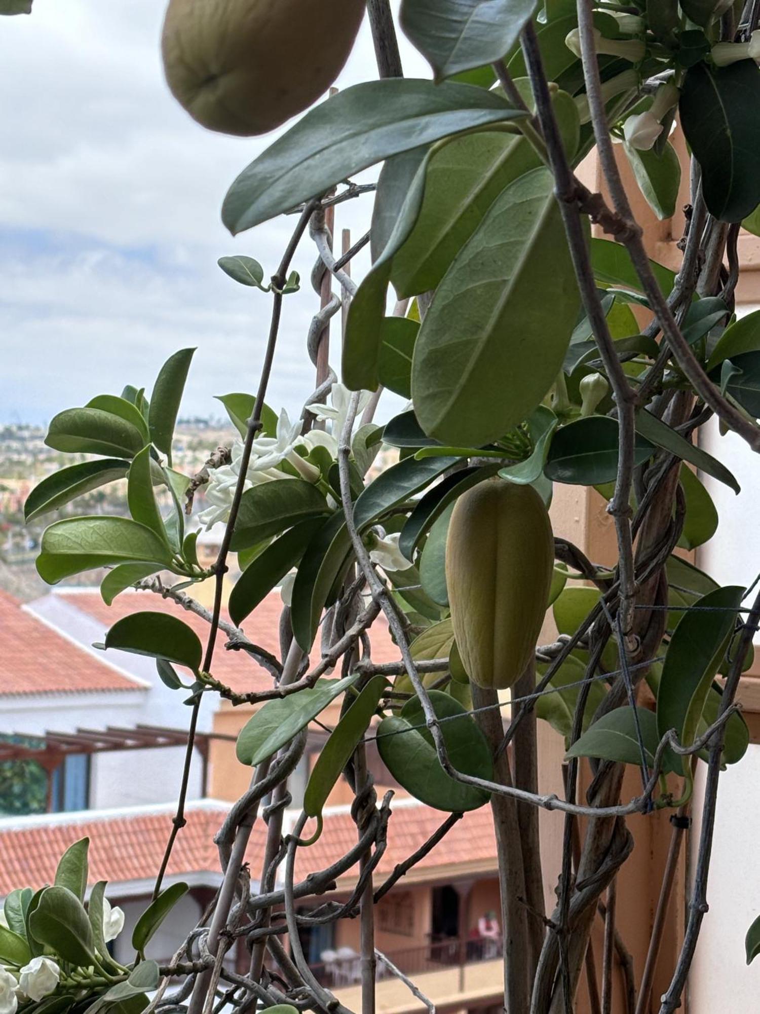 Apartamento Chic & Artistic Los Cristianos Los Cristianos (Tenerife)