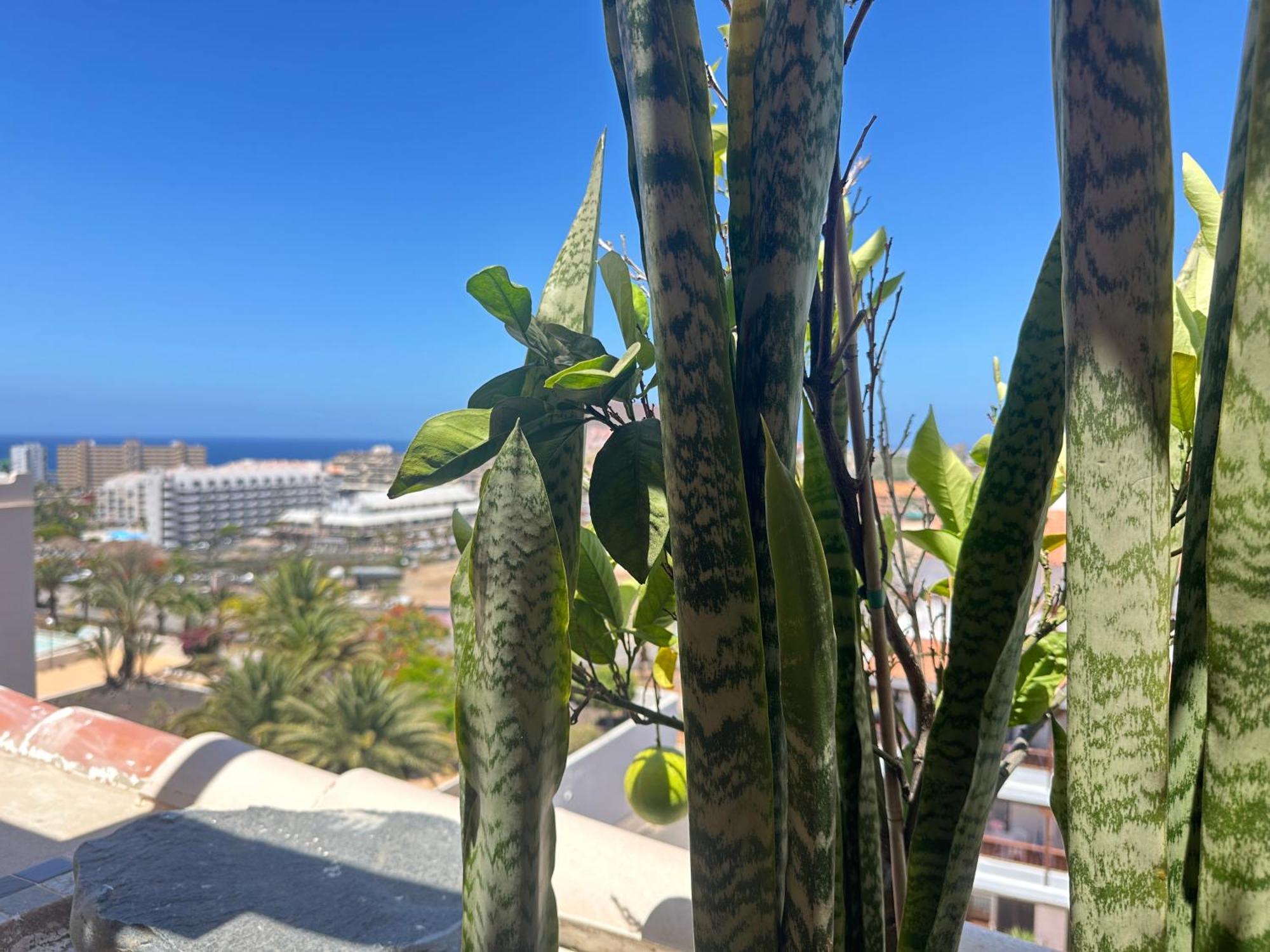 Chic & Artistic Los Cristianos Apartamento *