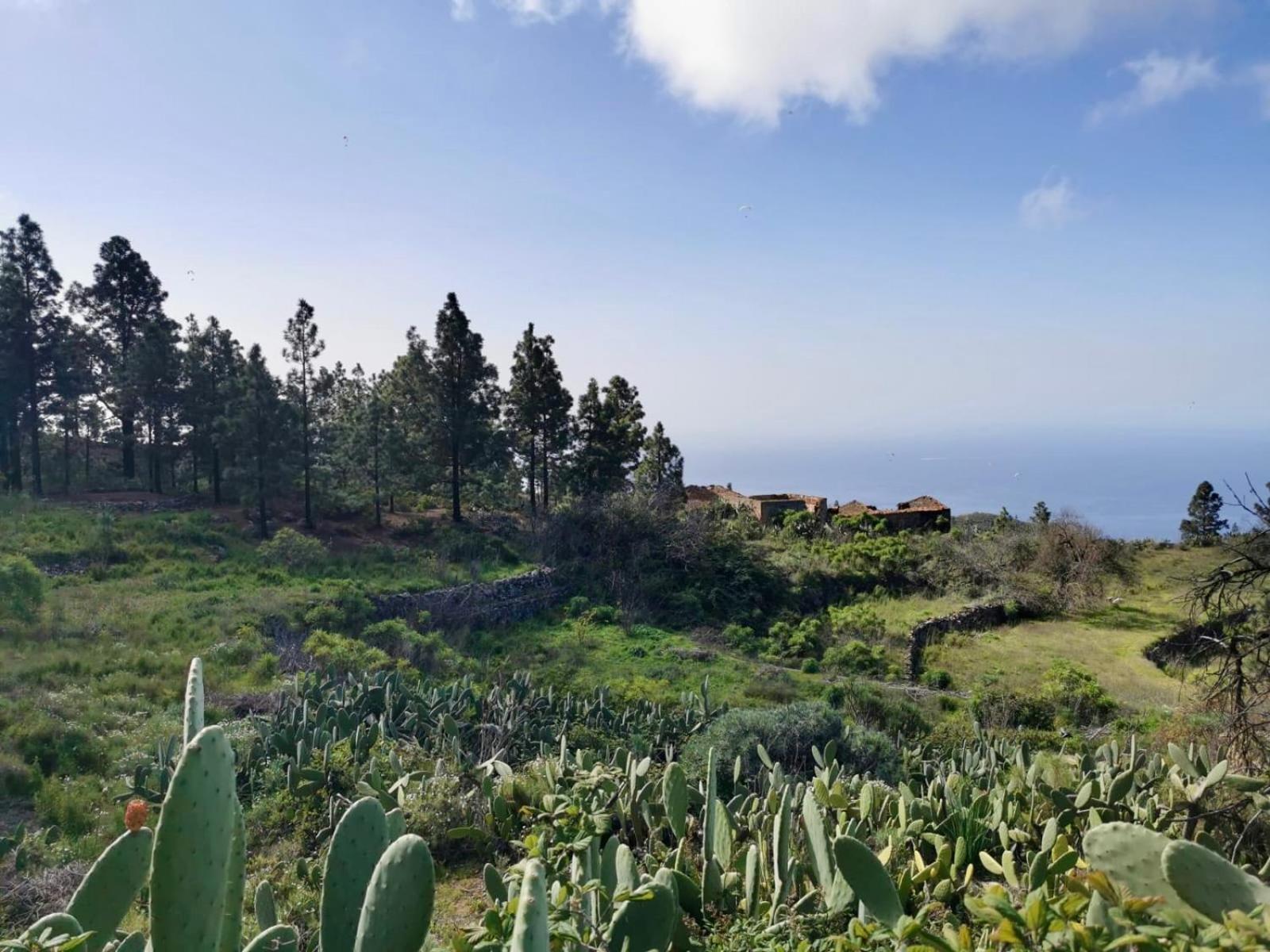 Tierrazul Art Boutique Rose Sweet Costa Adeje (Tenerife)