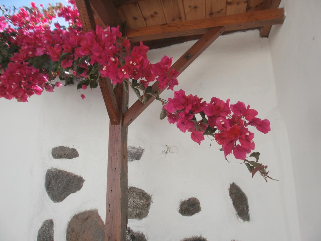 Palmeras Icod De Los Vinos