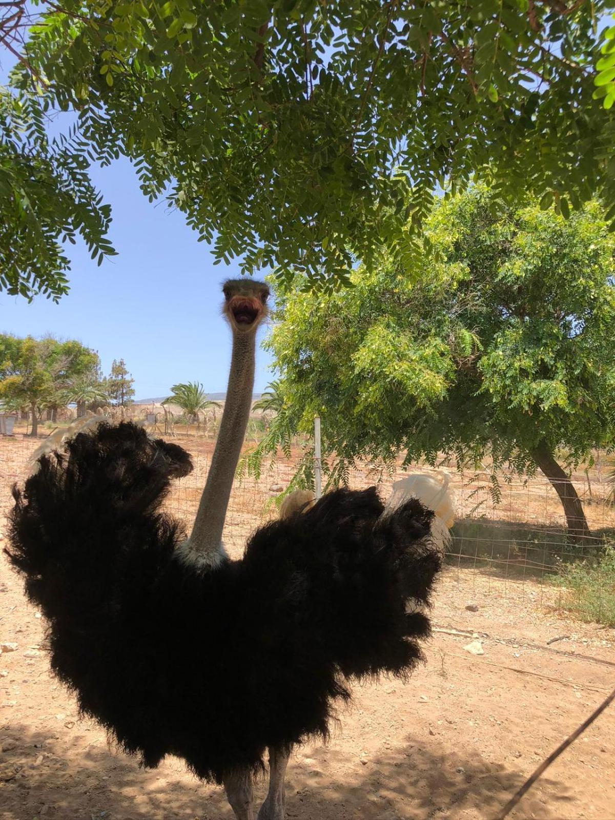 Séjour à la ferme Finca Avestruz