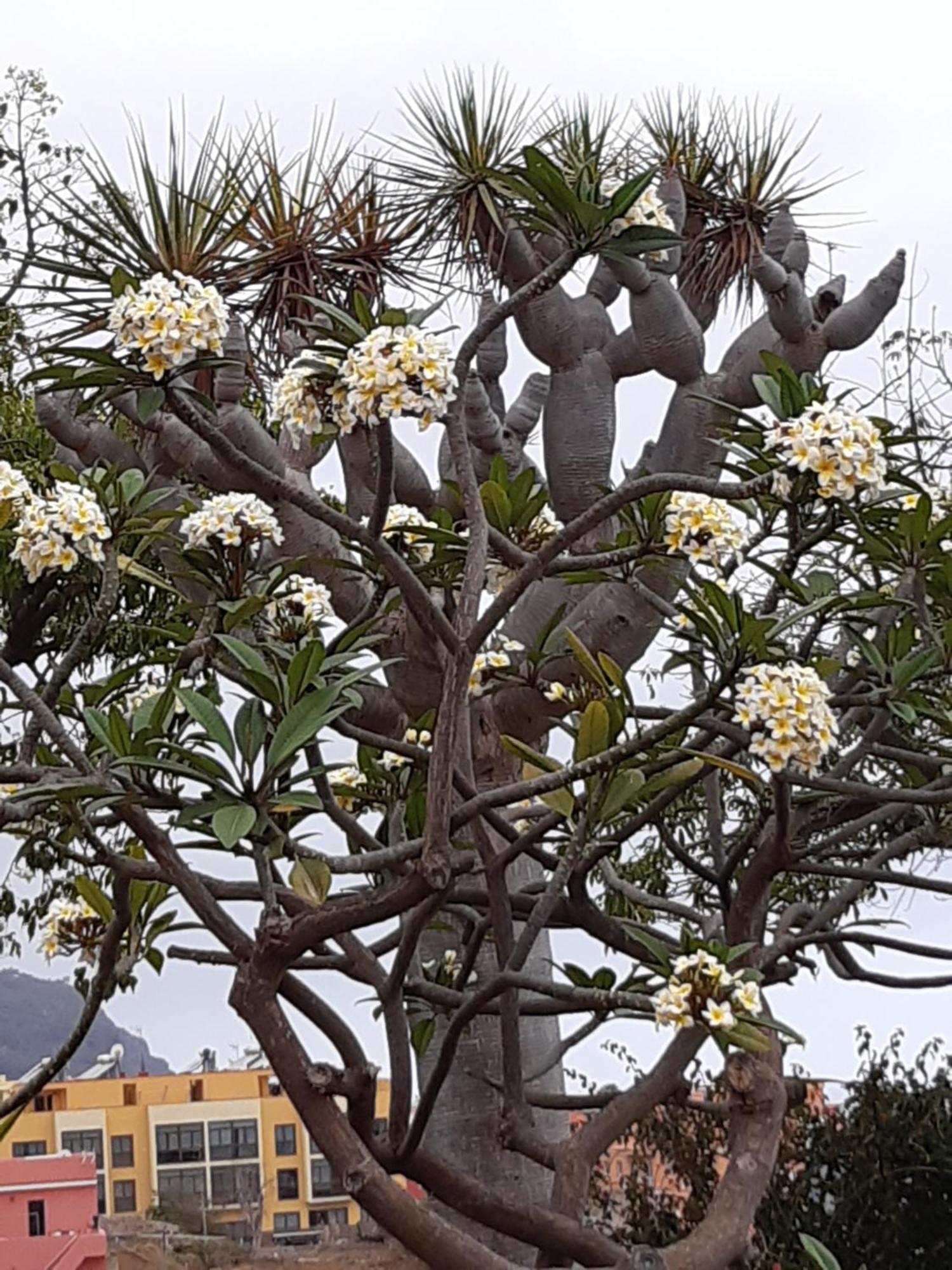 La Perla Exotica * Los Realejos