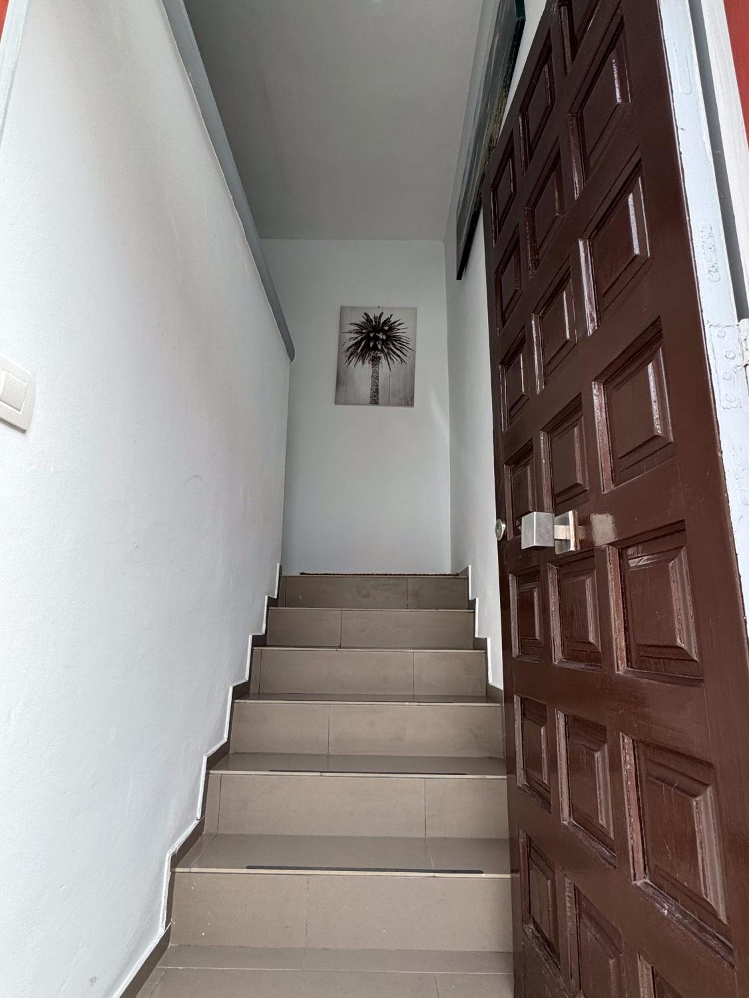 Phoenix Canariensis Apartment