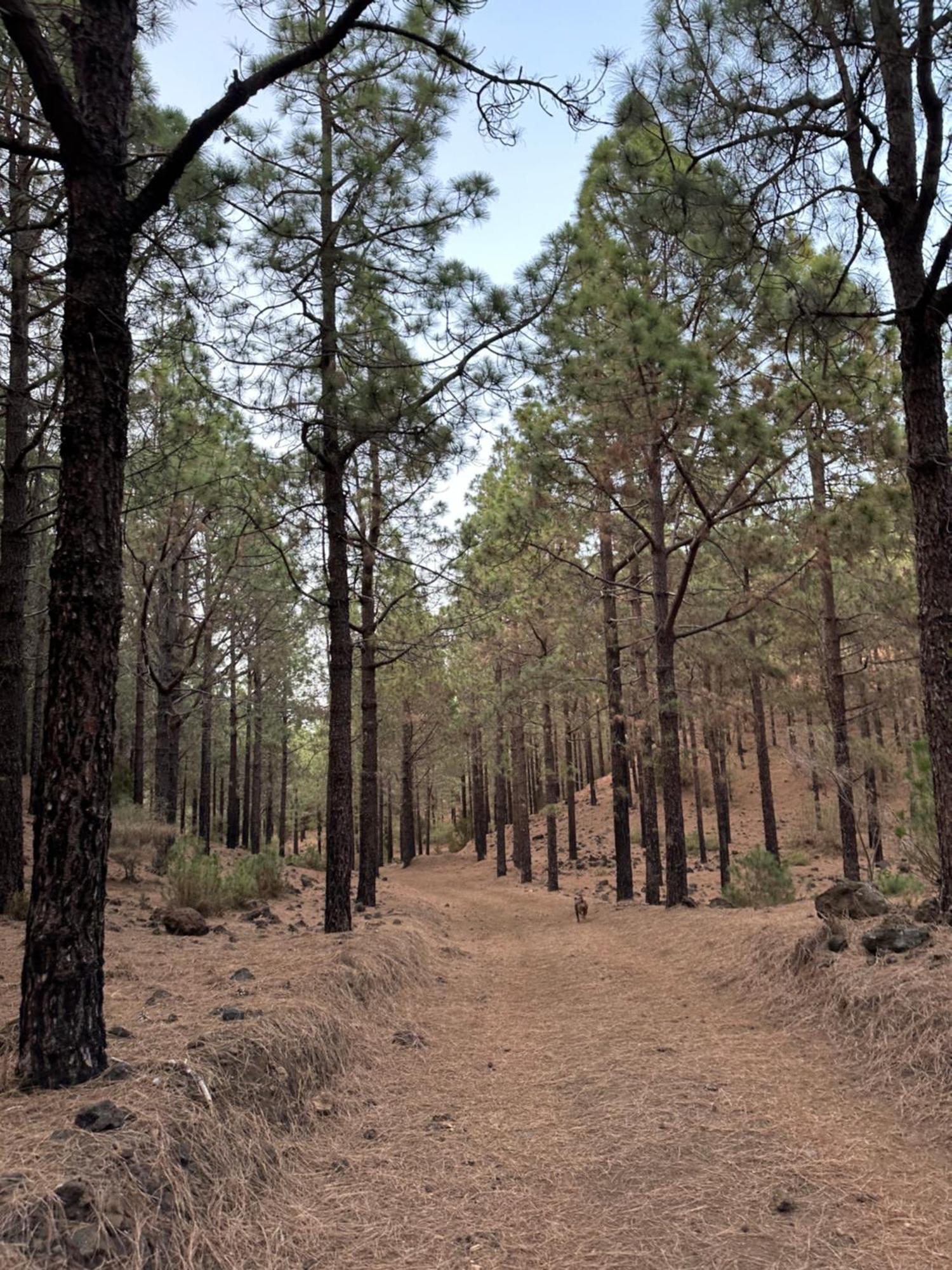 Masca, Teide, Gigantes, Excursions, Ac, Wifi-3