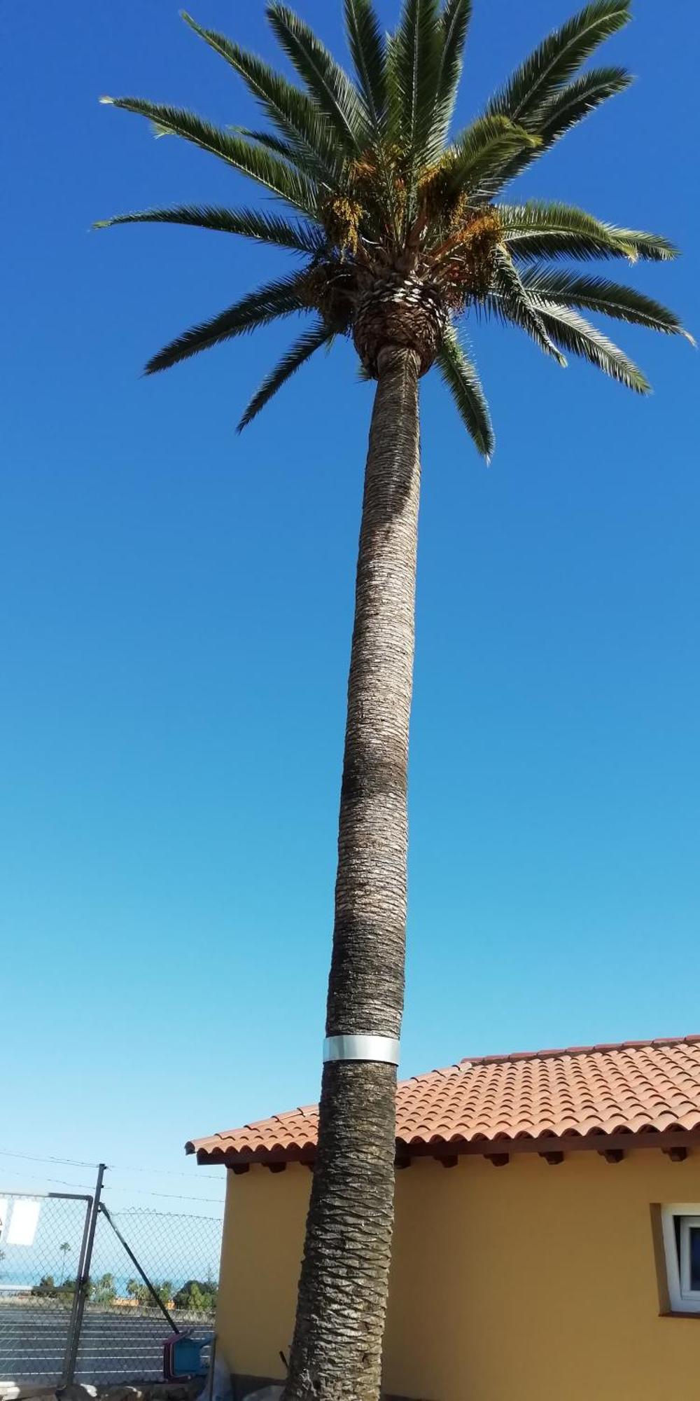 Tapias, Glorieta Puerto de la Cruz (Tenerife)