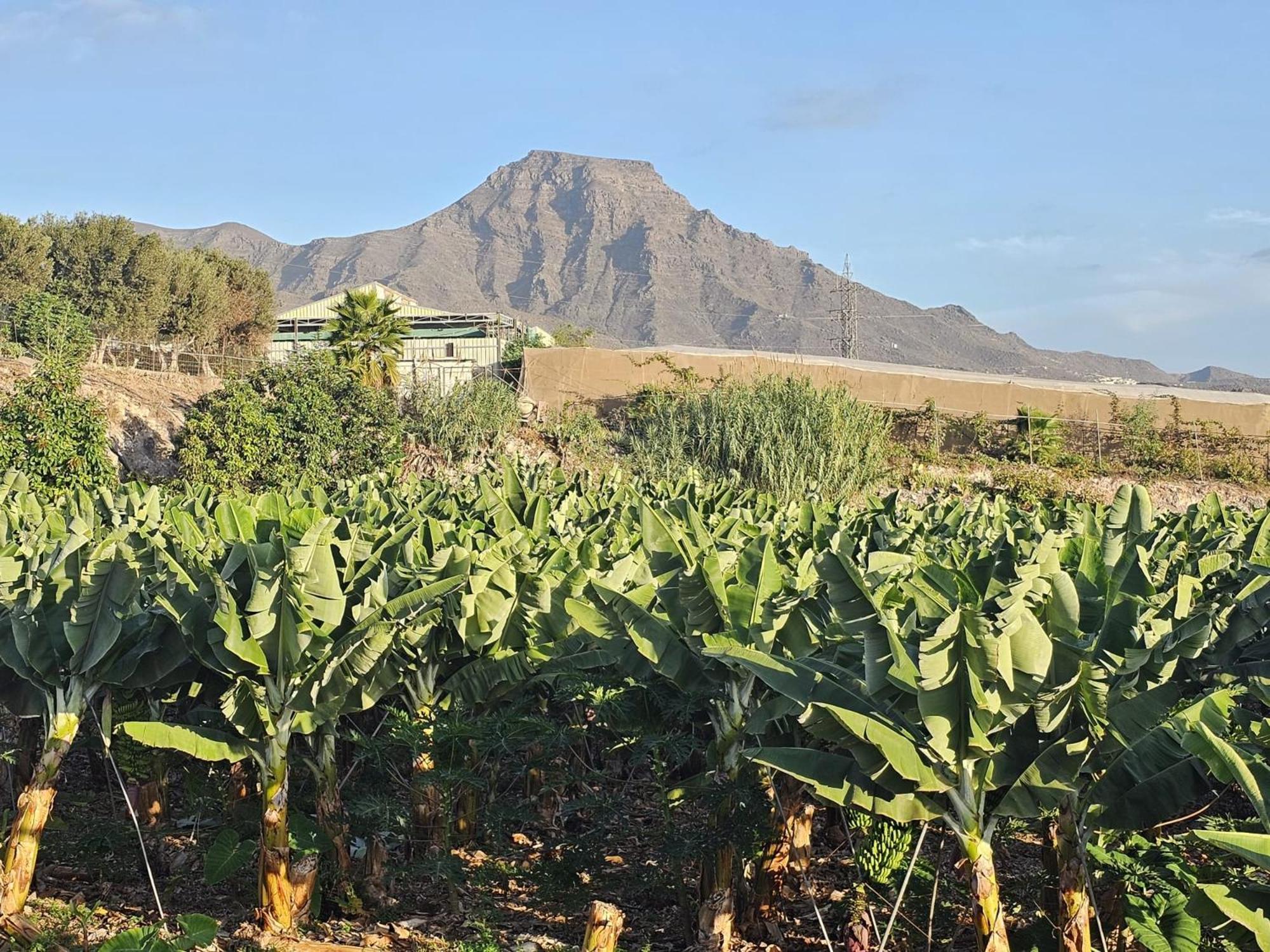 Enchanting Dream View A5, Atalaya In Apartment Costa Adeje (Tenerife)
