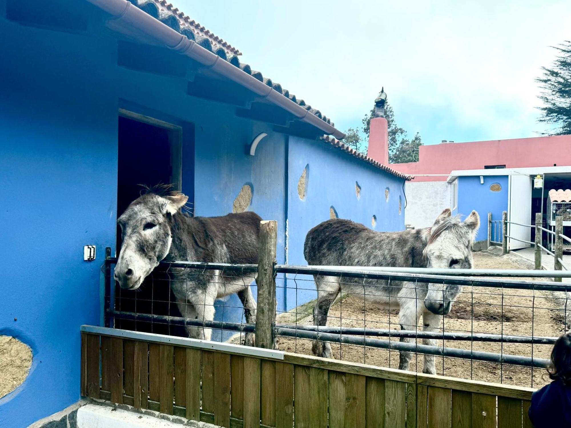Сasa de vacaciones Casa Antigua La Esperanza (Tenerife)