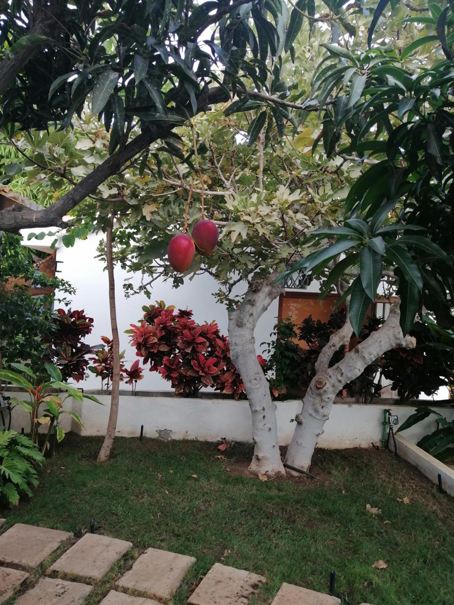 Villa The Mango House Santa Cruz de Tenerife