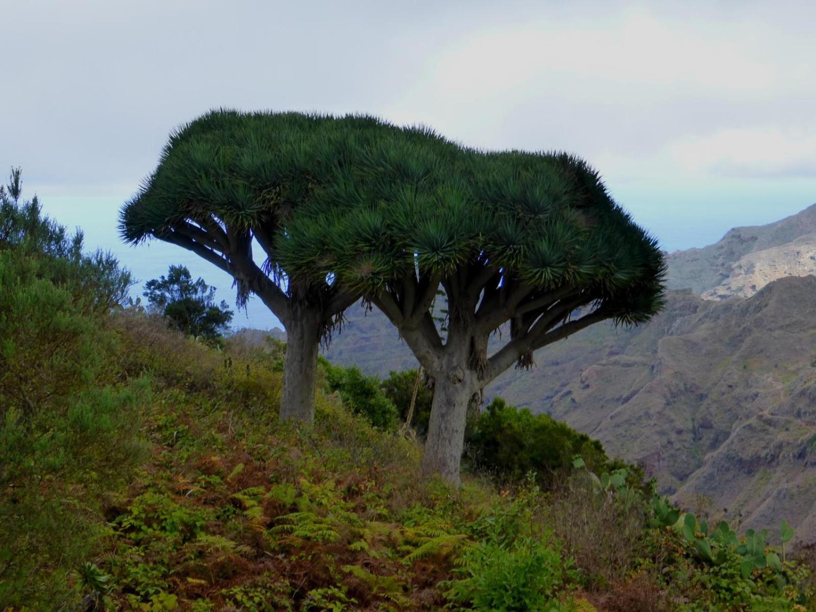Armonia Park, Tenerife Bajamar (La Laguna)