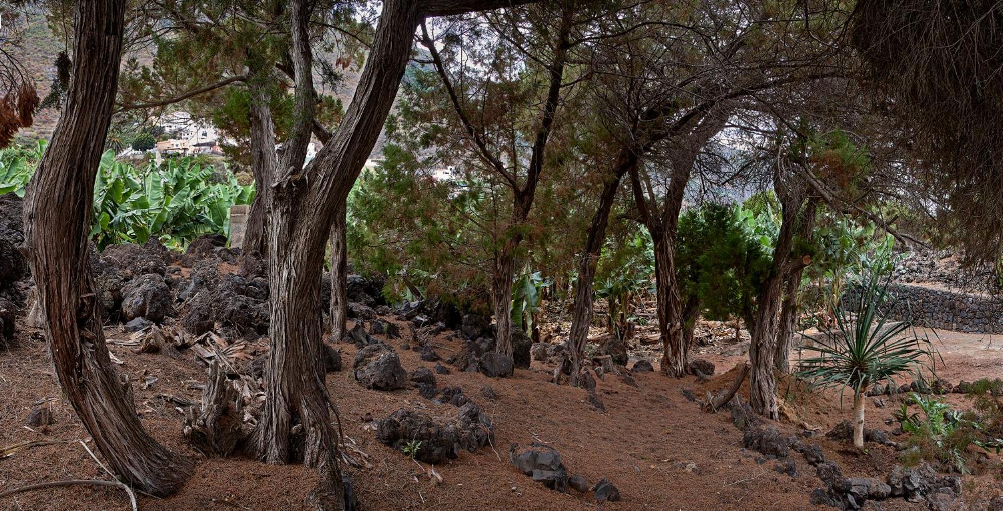 Villa Sabinas - El Guincho, Garachico