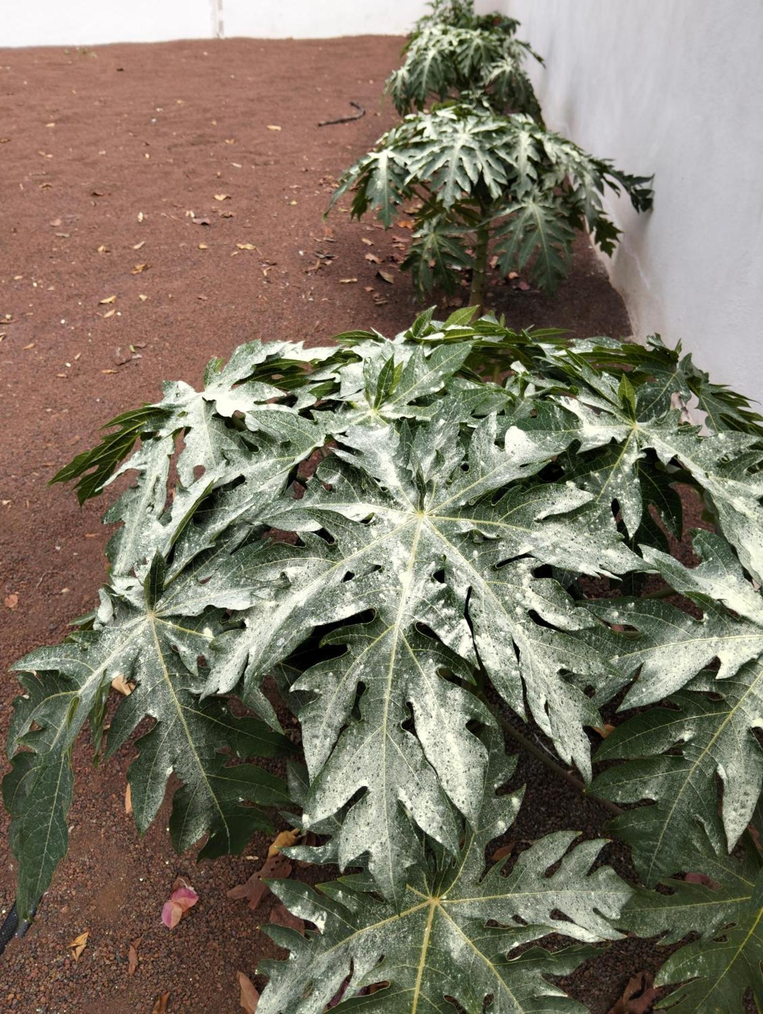 La Casita *