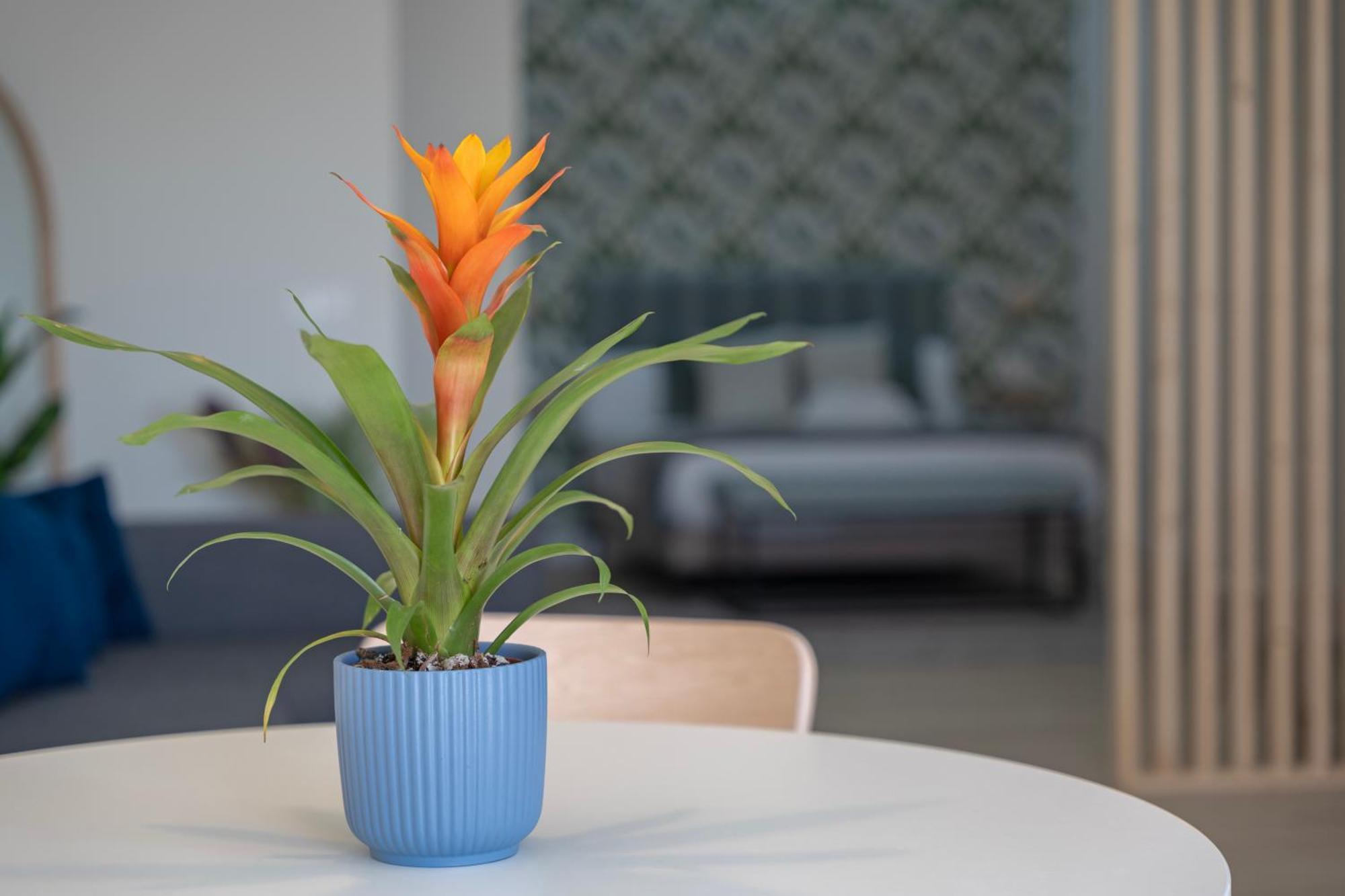 Appartement Loft The Ma By Paramount Holidays Costa Adeje (Tenerife)