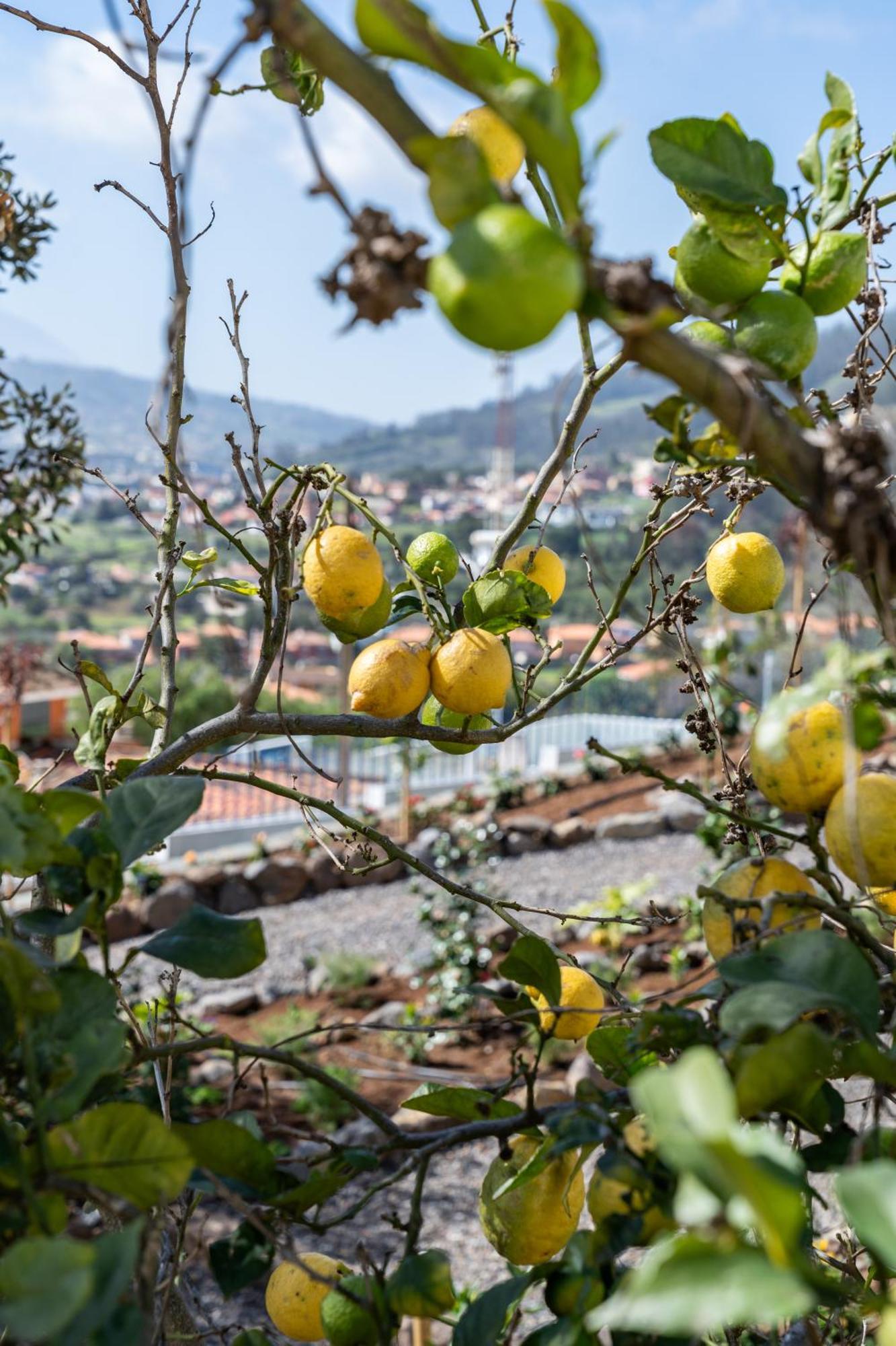 Casa De Limon Hébergement de vacances
