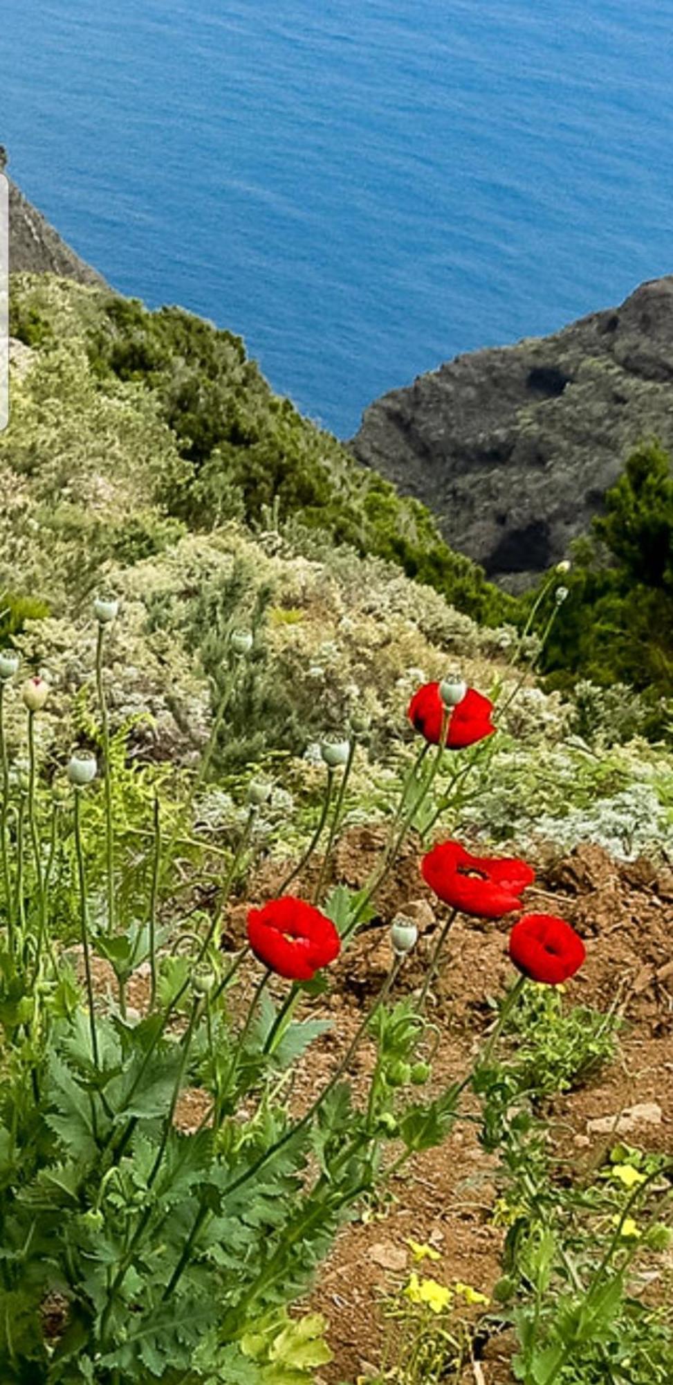 The Poppies - 100m Ocean - Private Spaces *