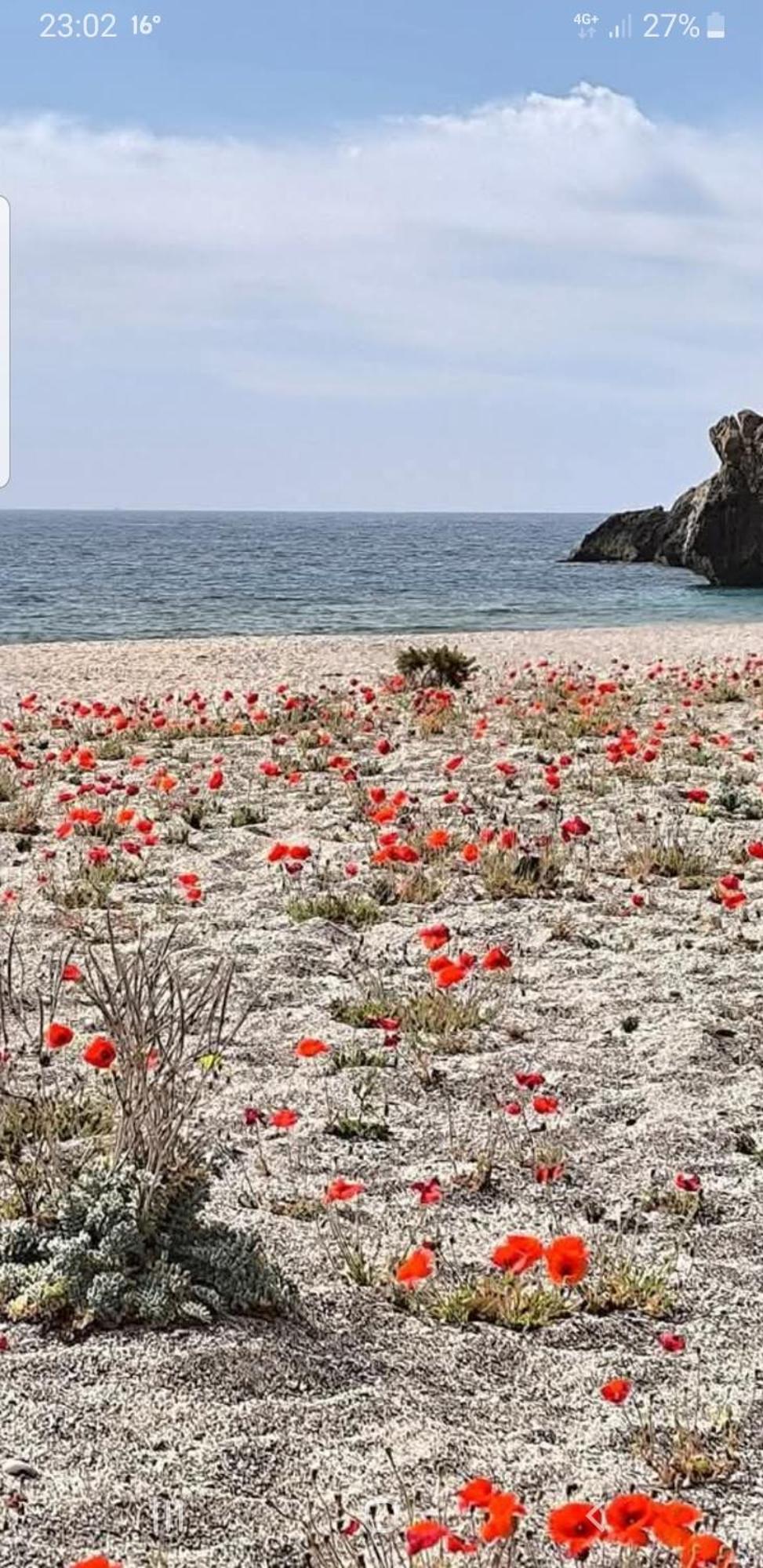 The Poppies - 100m Ocean - Private Spaces