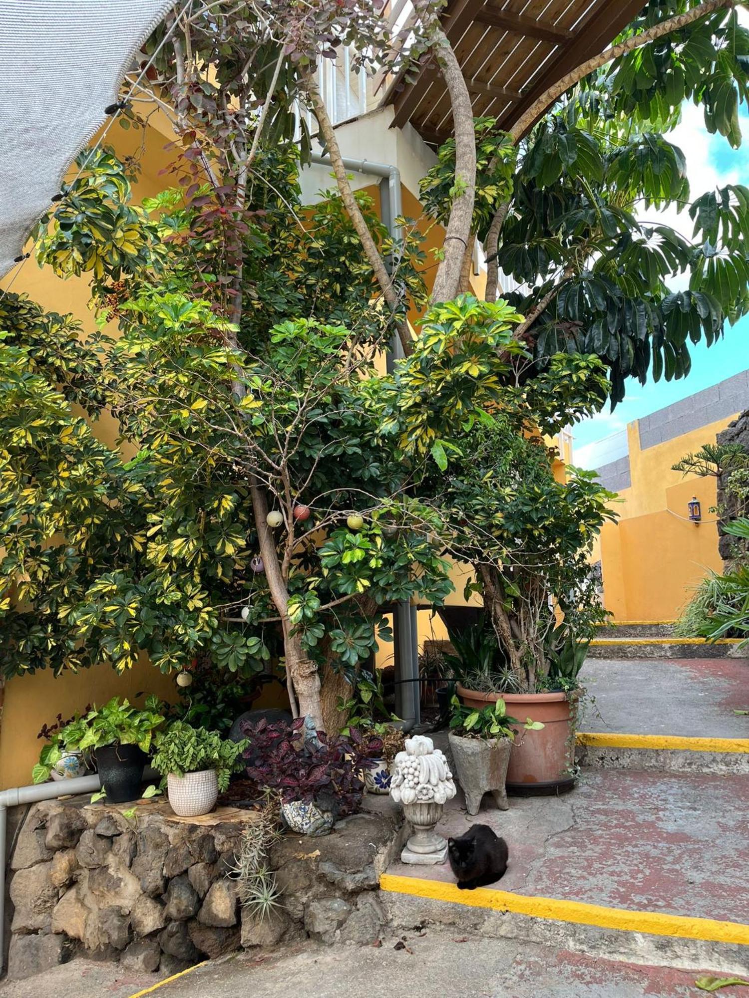 Charming Canarian House At Lila * Puerto de la Cruz (Tenerife)