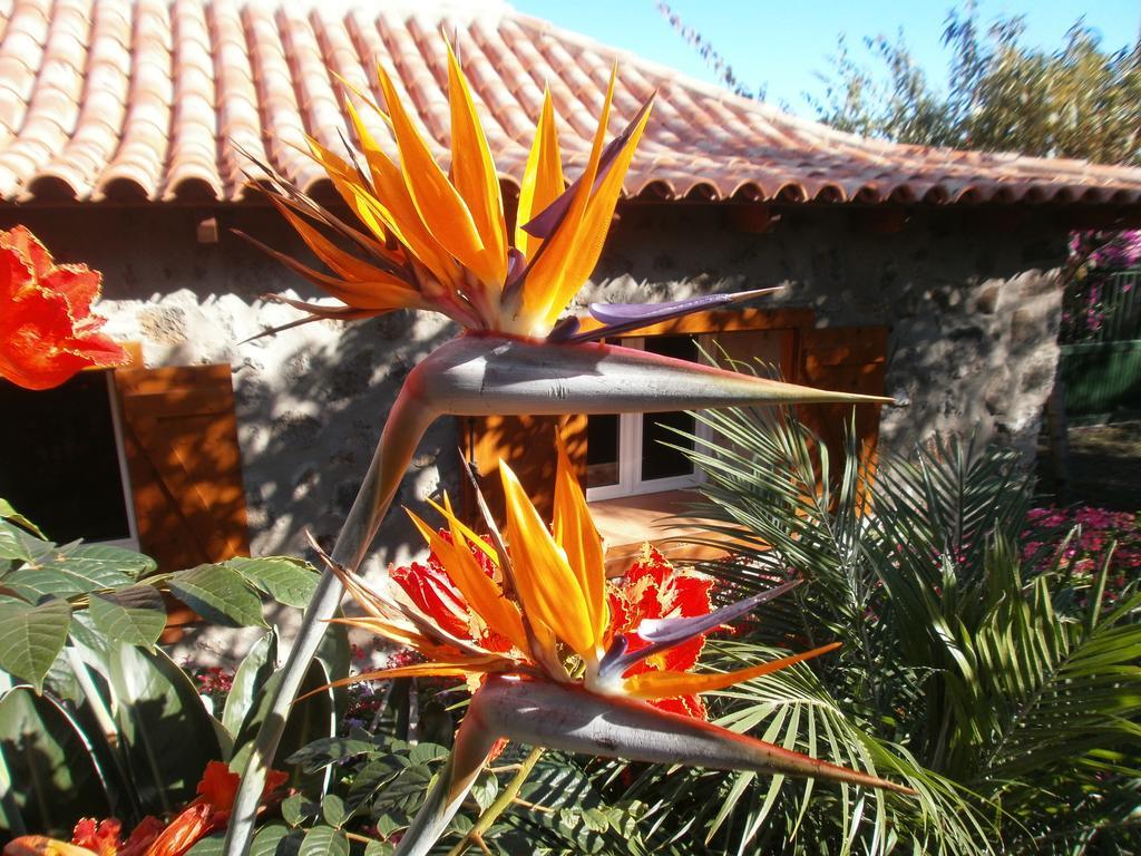 Palmeras *