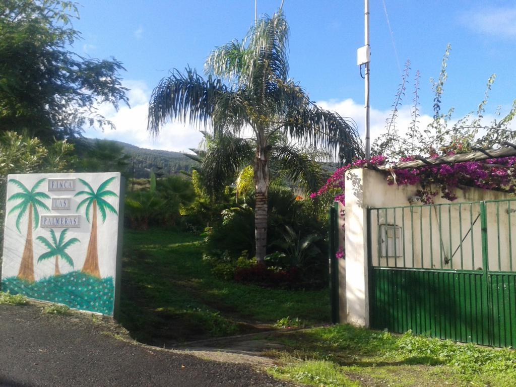 Palmeras Icod De Los Vinos
