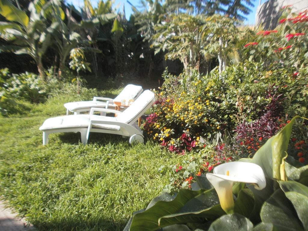 Palmeras Icod De Los Vinos