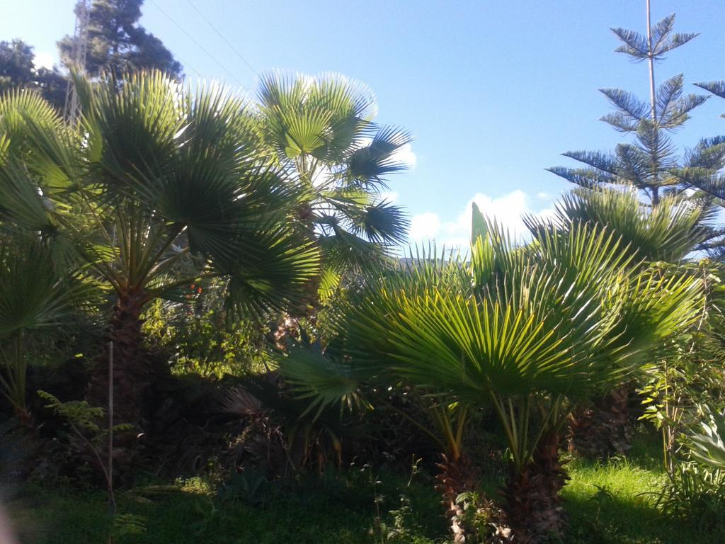 Palmeras Hébergement de vacances *