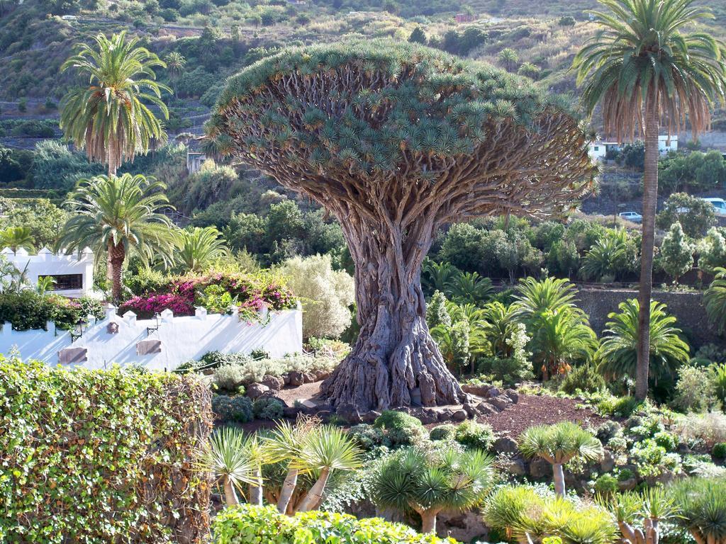 Holiday home Rural House With Natural Cave Icod De Los Vinos