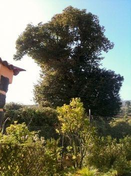 Hébergement de vacances Rural Llanadas Los Realejos