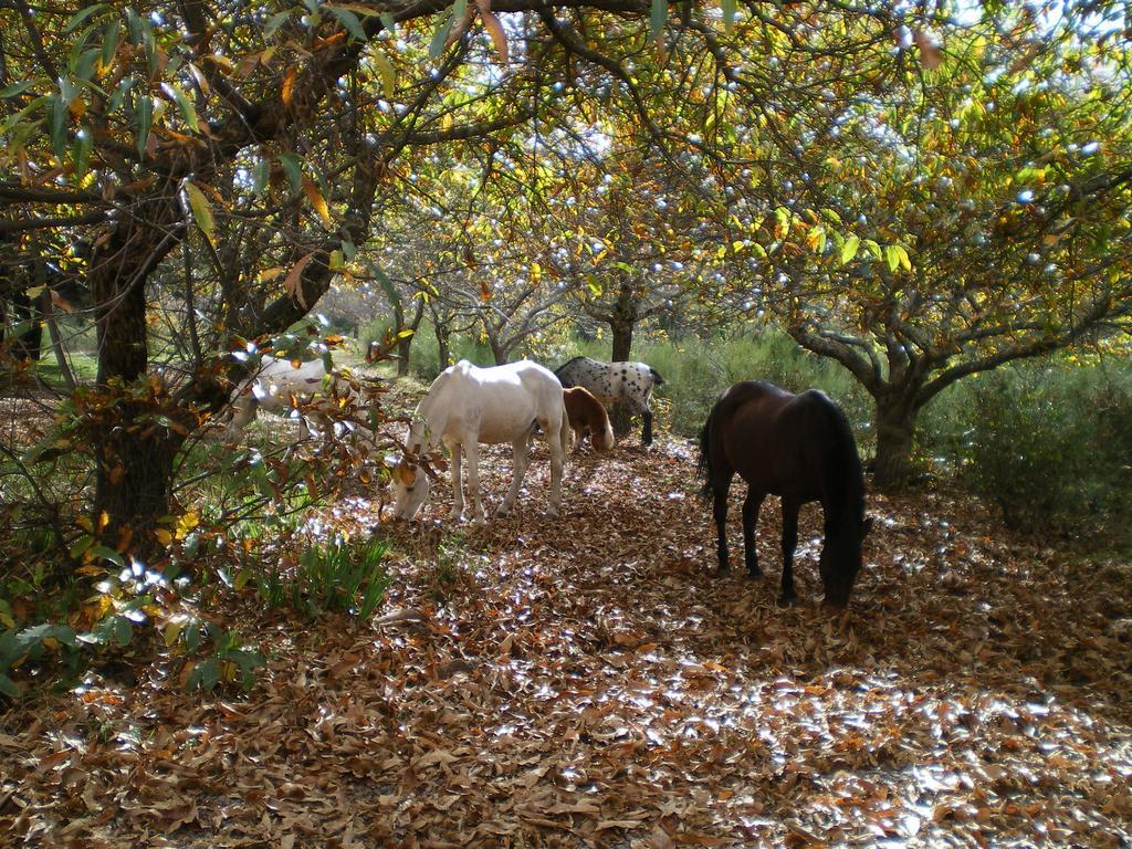 Finca Don Leandro *