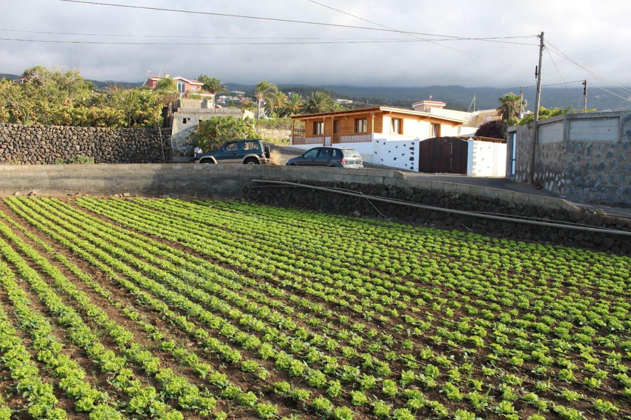 Vinas Icod De Los Vinos