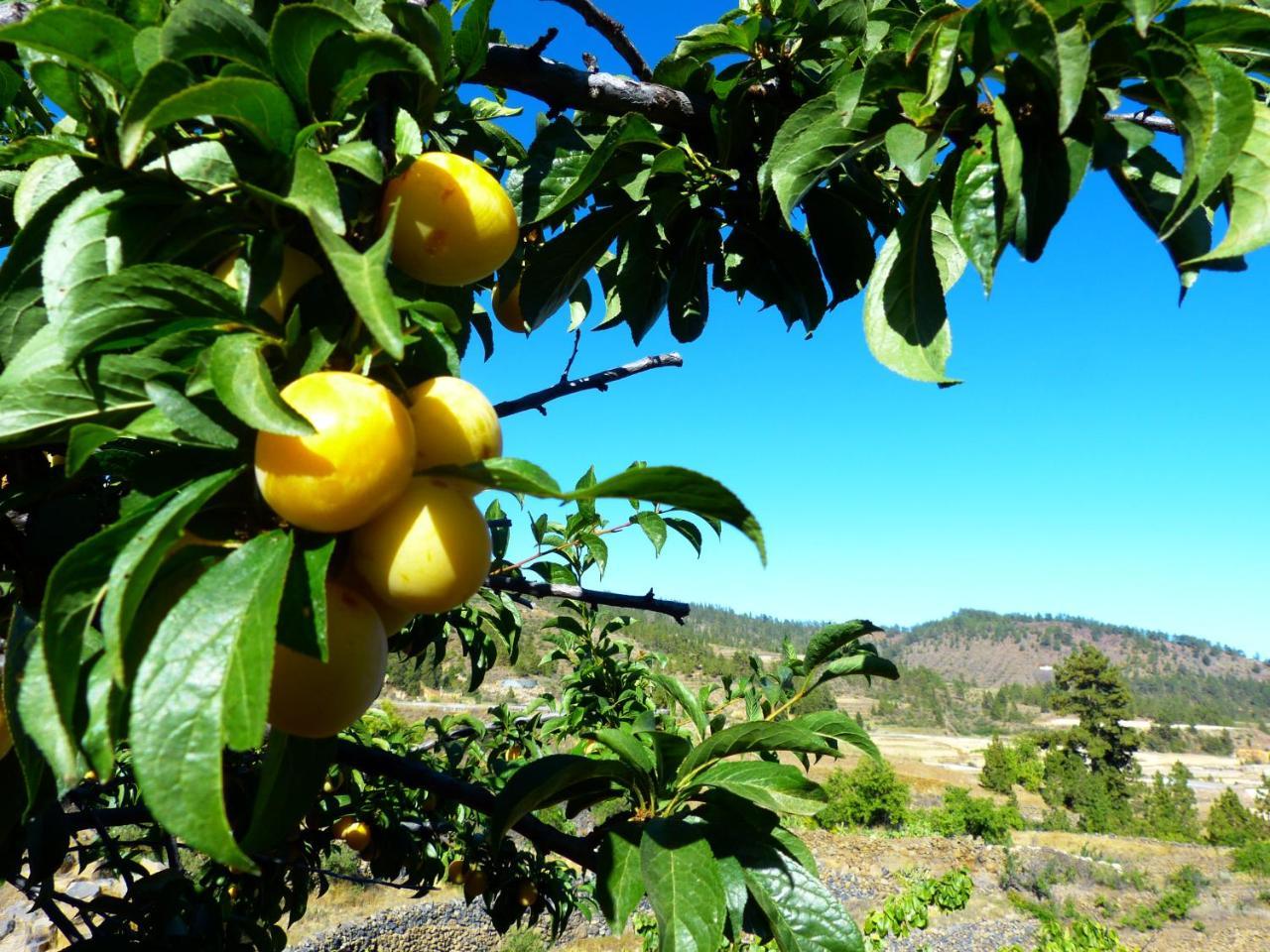 Suncanarias Vilaflor