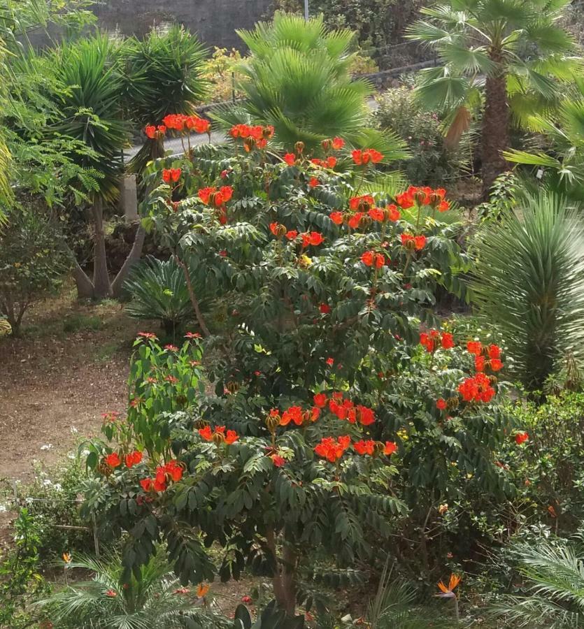Palmeras Hébergement de vacances Icod De Los Vinos
