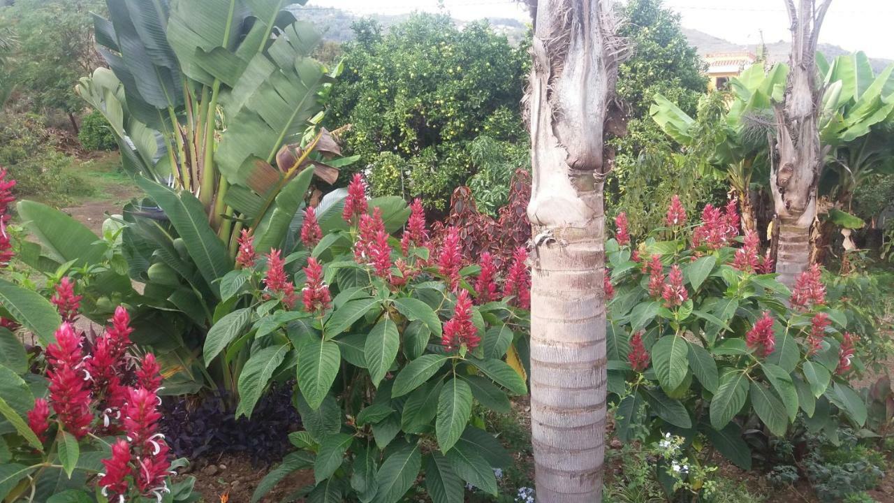 Palmeras
