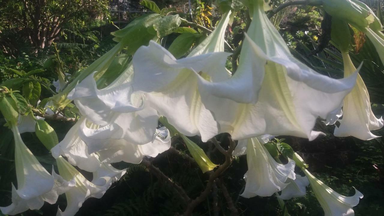 Palmeras
