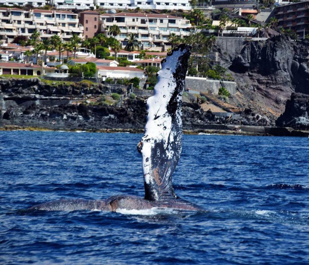 Apartamento Jardín Puerto de Santiago (Tenerife)