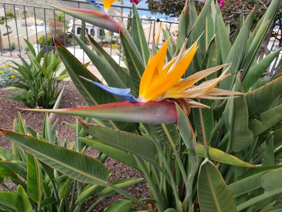 Villa Strelitzia Costa Adeje (Tenerife)