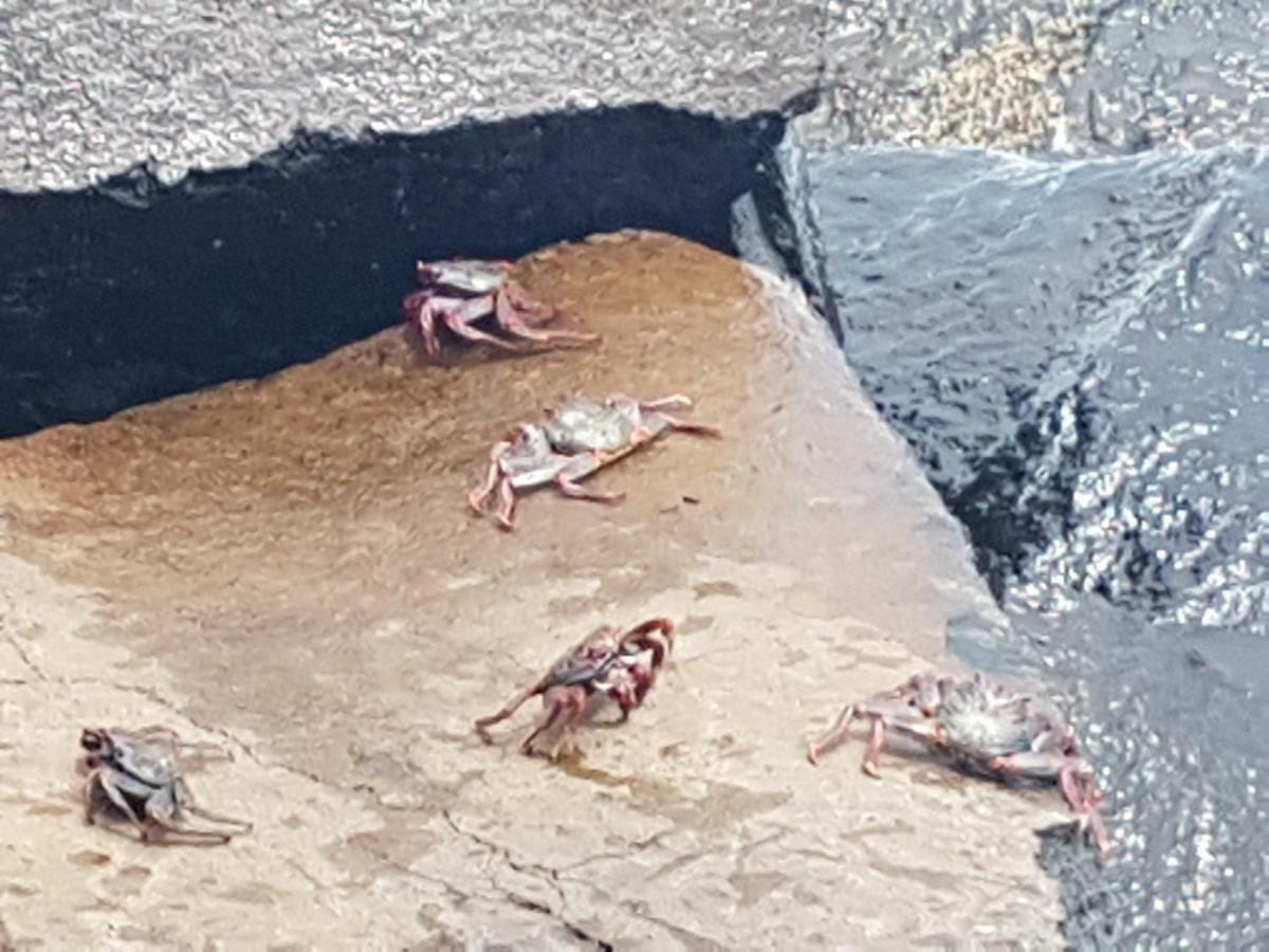 La Caleta 2 *