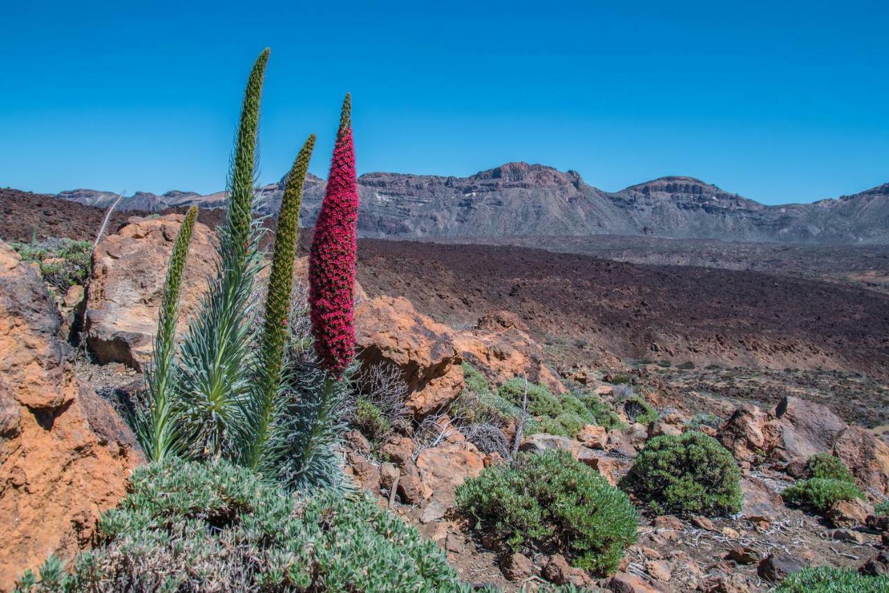 Holiday El Teide Hébergement de vacances Icod De Los Vinos